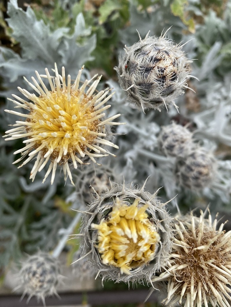 Centaurea clementei photo 3