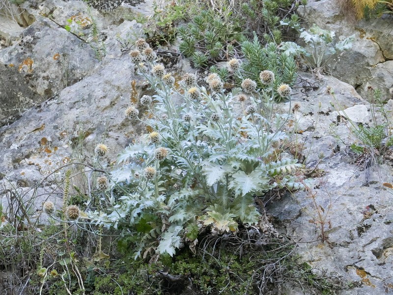 Centaurea clementei photo 4