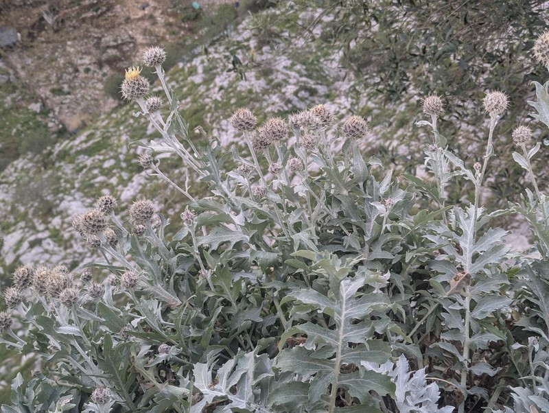 Centaurea clementei photo 5
