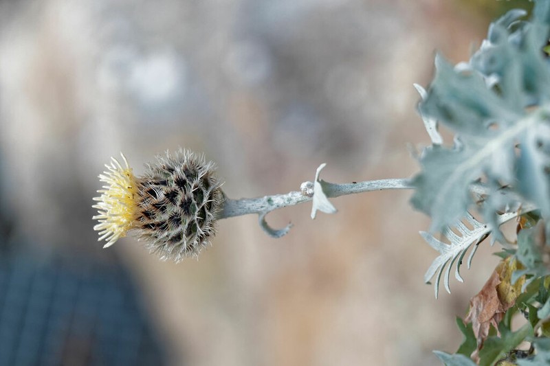 Centaurea clementei photo 6