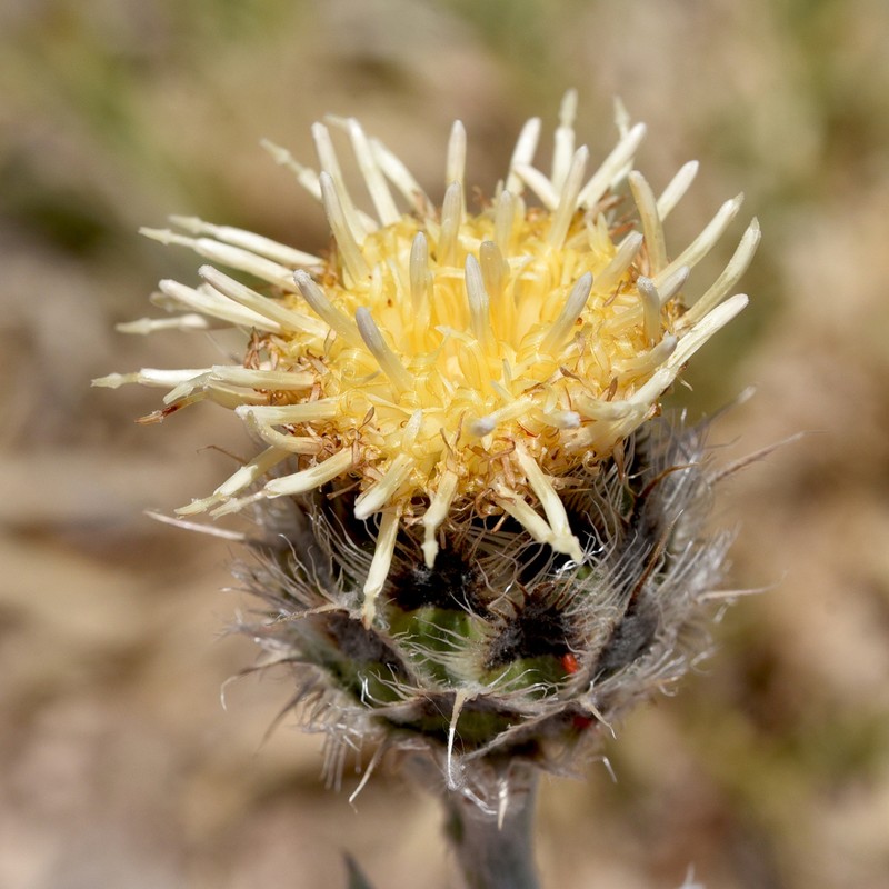 Centaurea clementei photo 7