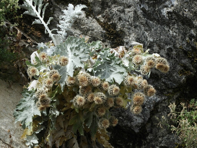 Centaurea clementei photo 8