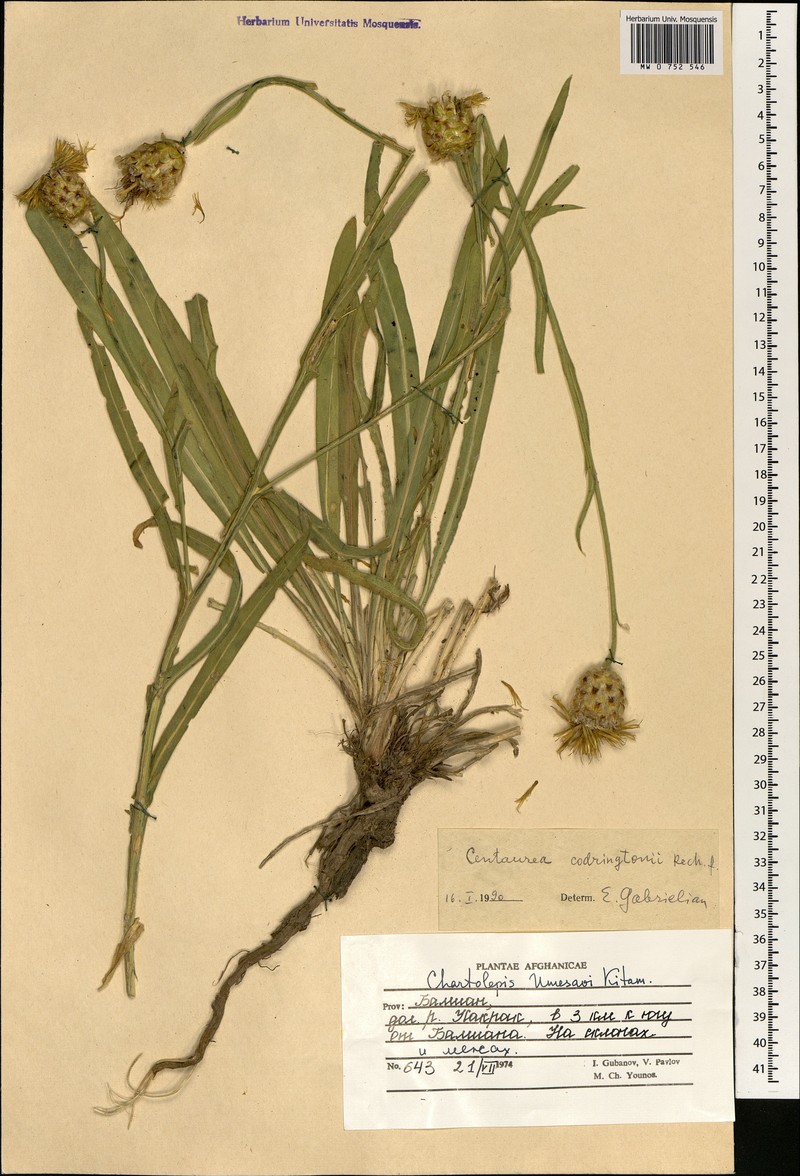 Centaurea codringtonii