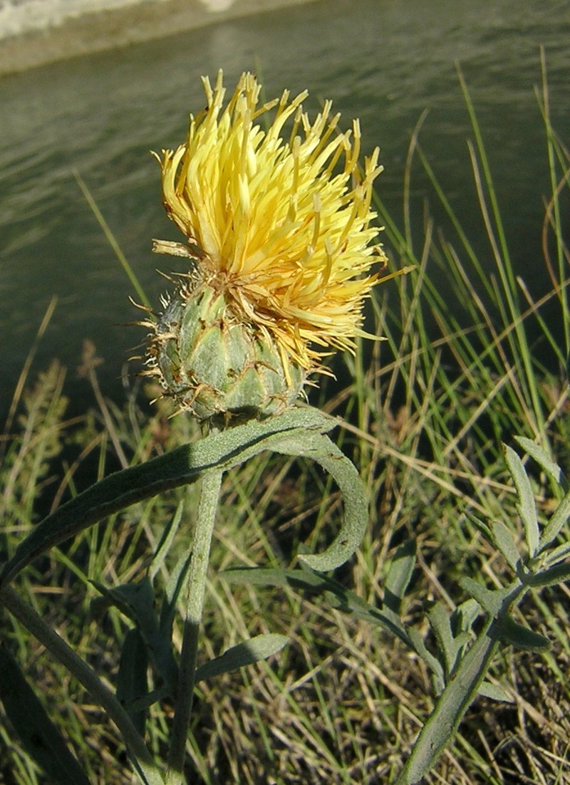 Centaurea collina