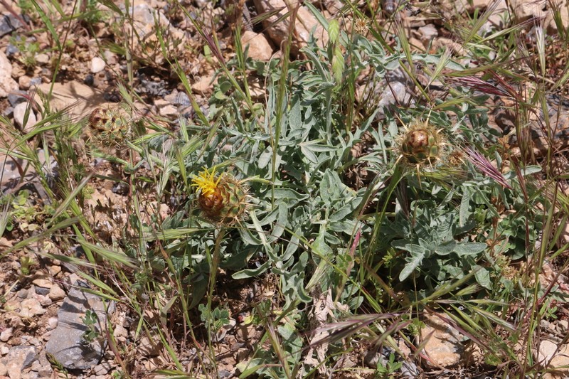 Centaurea collina photo 2