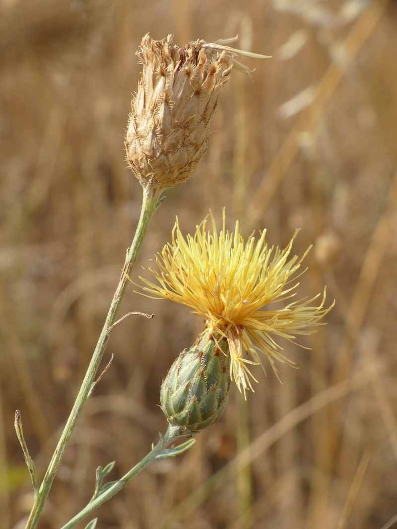 Centaurea collina photo 3