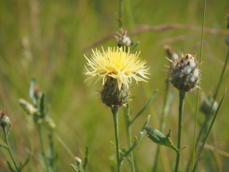 Centaurea collina photo 4