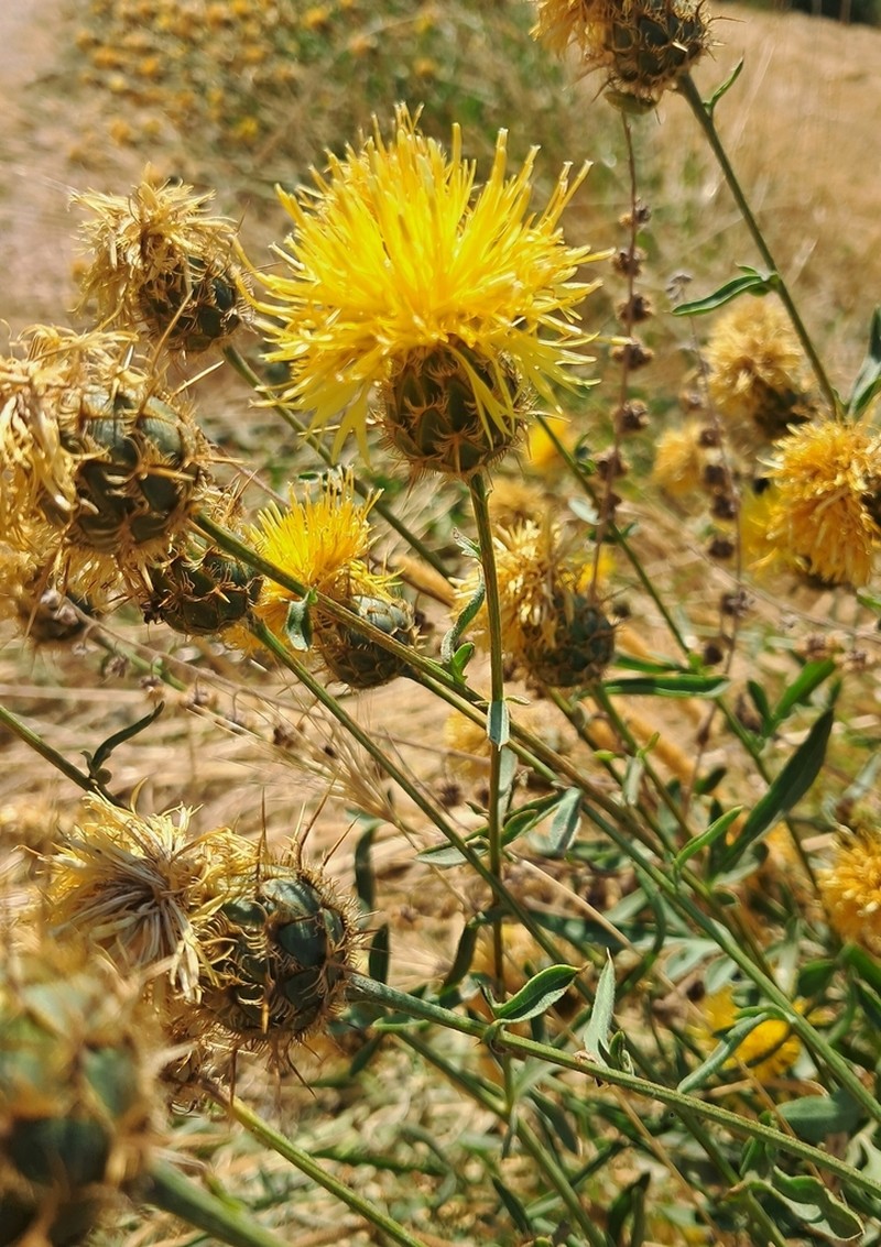Centaurea collina photo 5