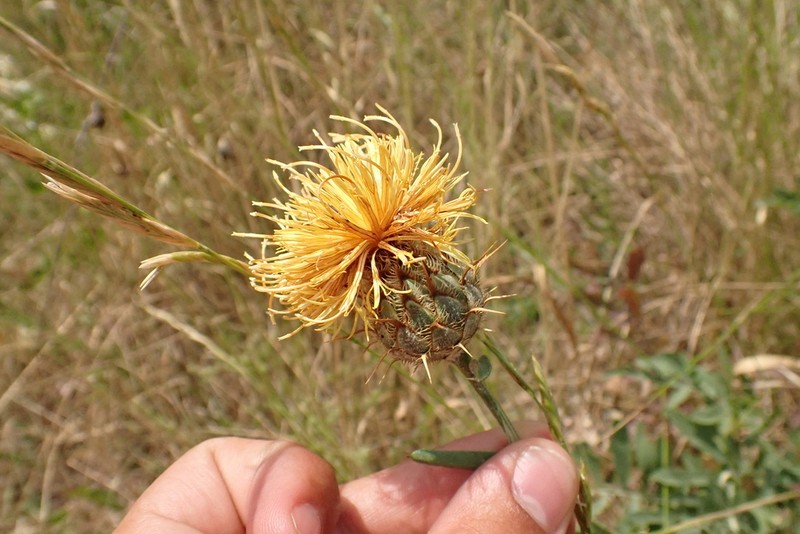 Centaurea collina photo 6