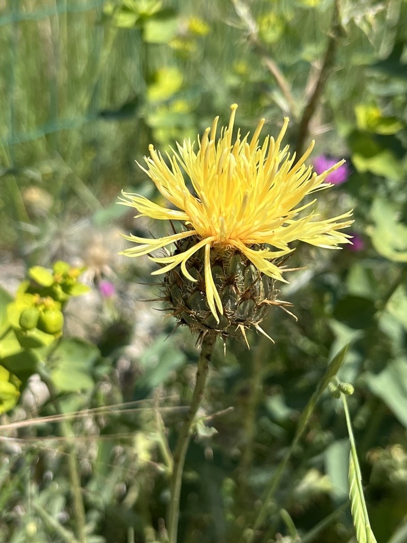Centaurea collina photo 7