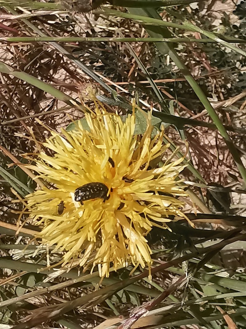 Centaurea collina subsp. collina