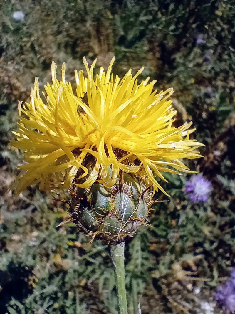Centaurea collina subsp. collina photo 2