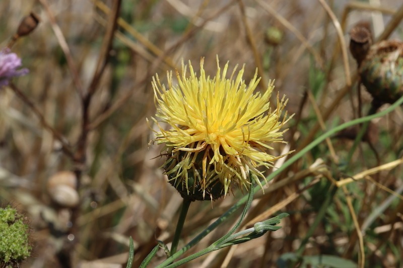 Centaurea collina subsp. collina photo 3