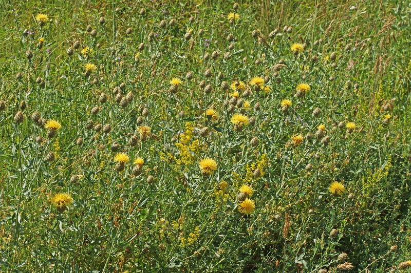 Centaurea collina subsp. collina photo 4
