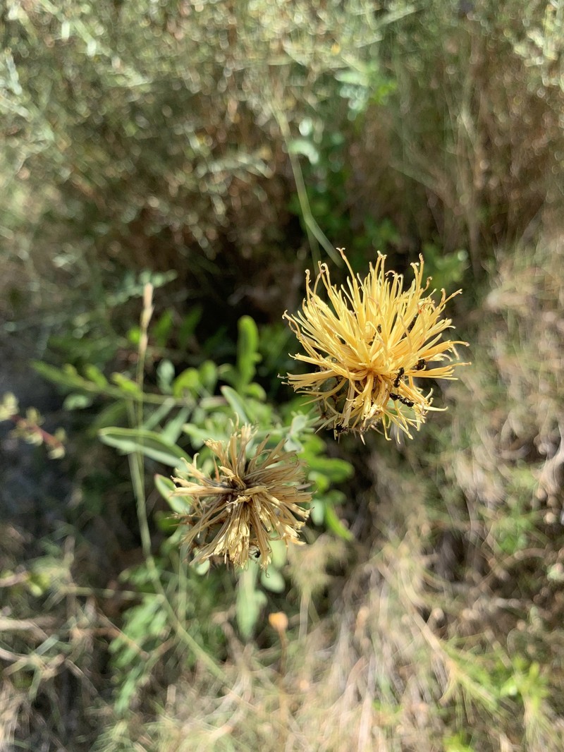 Centaurea collina subsp. serratulifolia