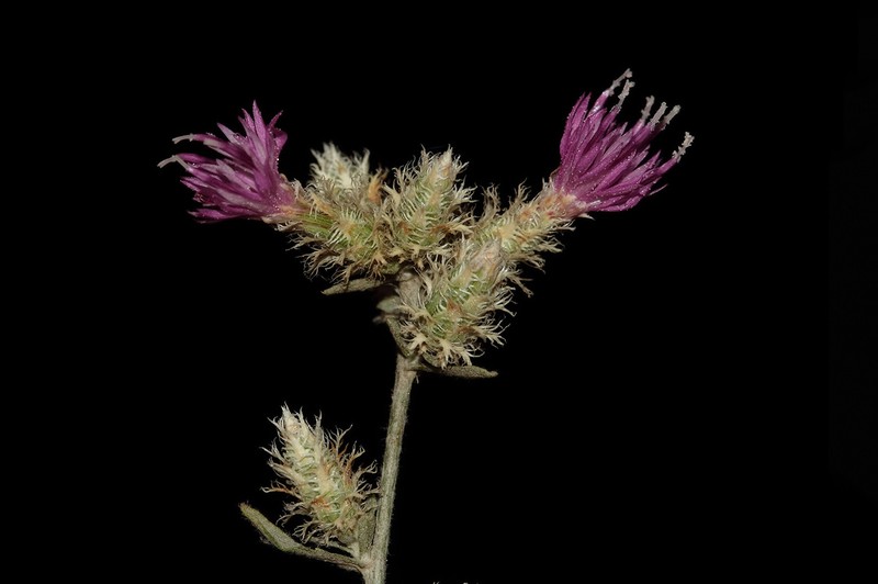 Centaurea consanguinea
