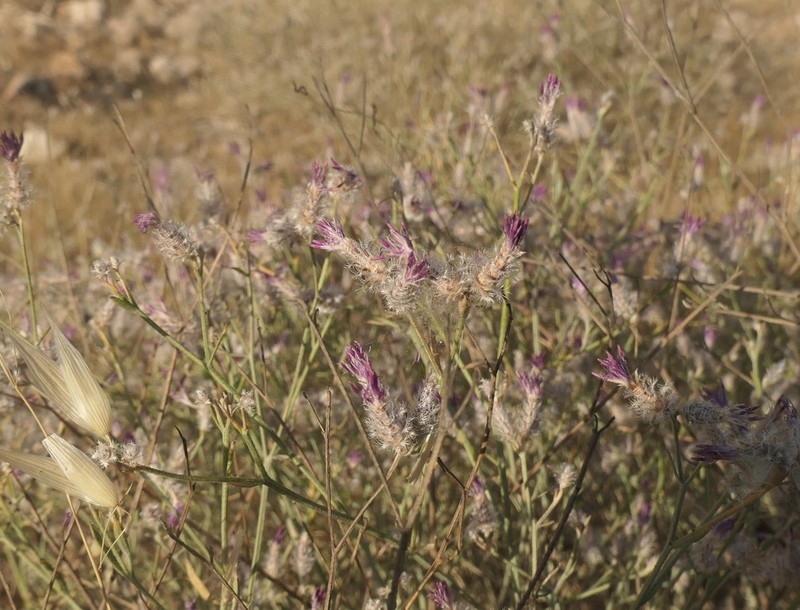 Centaurea consanguinea photo 2
