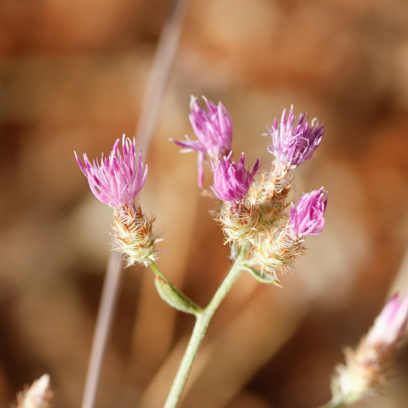 Centaurea consanguinea photo 3