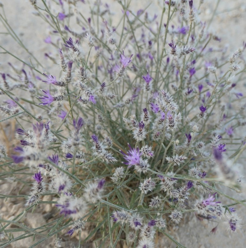 Centaurea consanguinea photo 4
