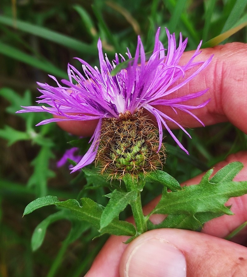 Centaurea corcubionensis