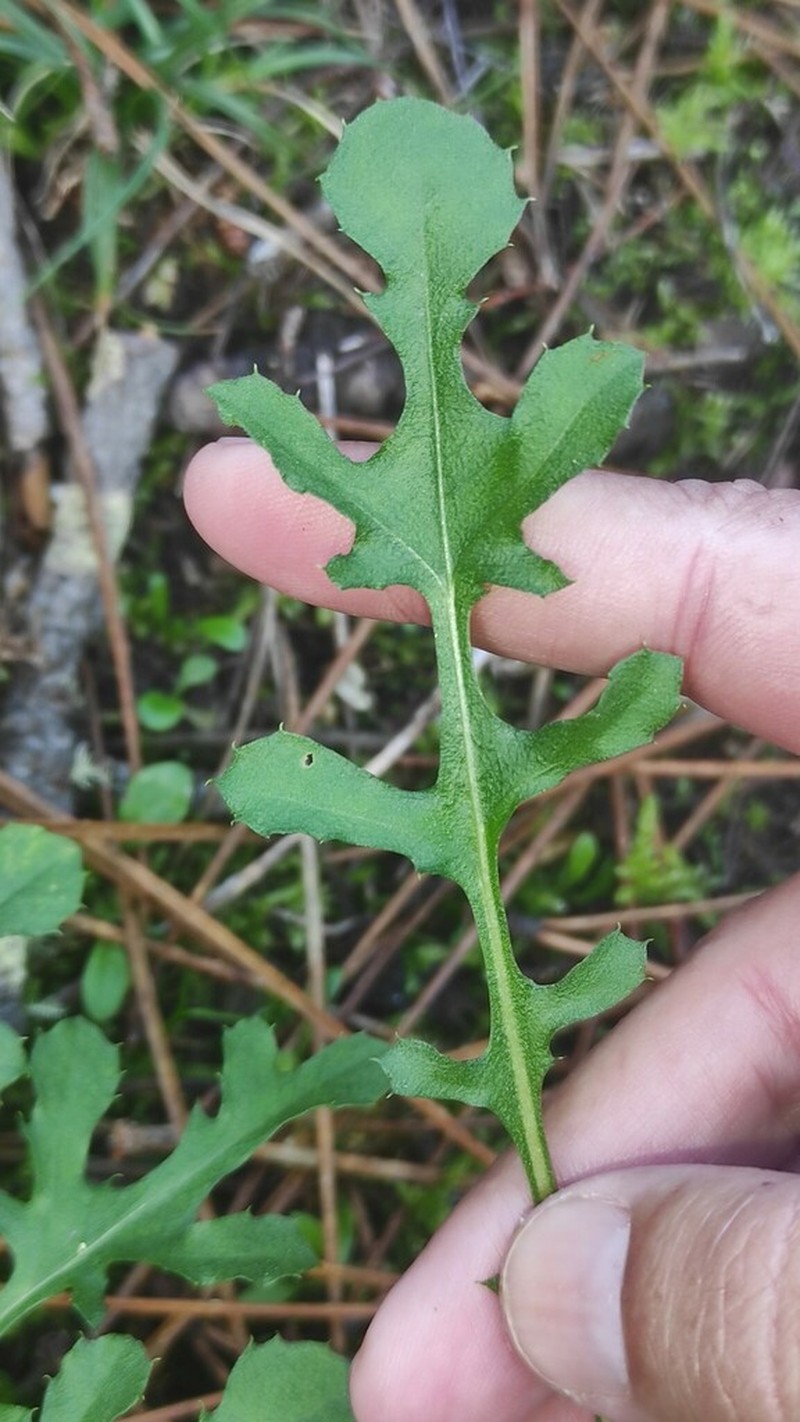 Centaurea corcubionensis photo 2
