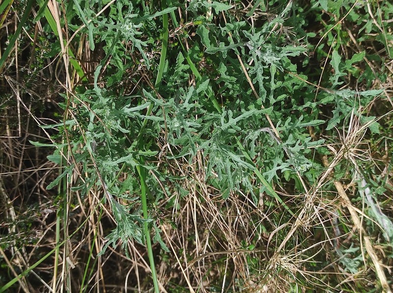 Centaurea corcubionensis photo 3