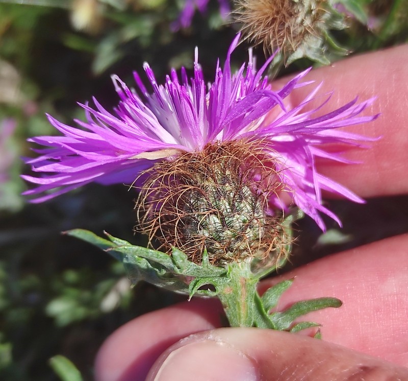 Centaurea corcubionensis photo 4
