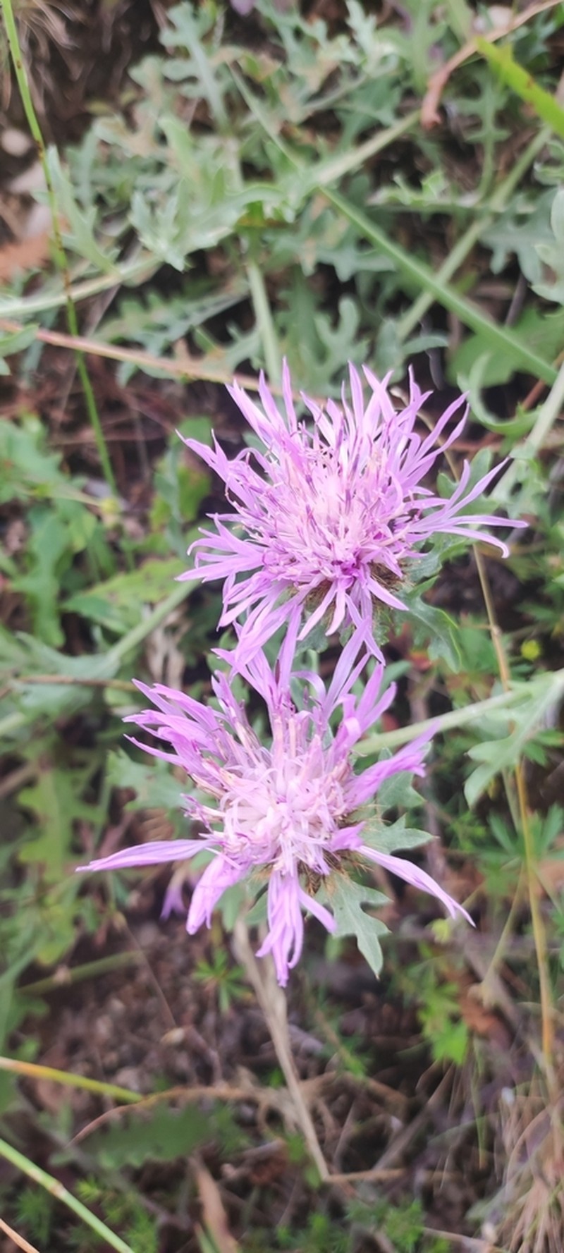 Centaurea corcubionensis photo 5