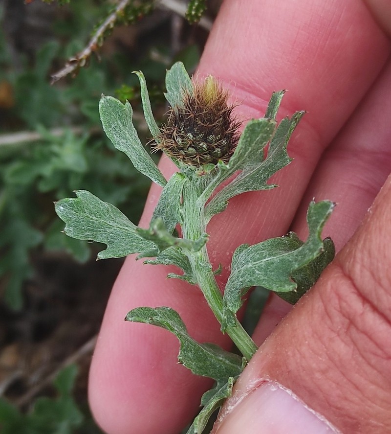 Centaurea corcubionensis photo 6