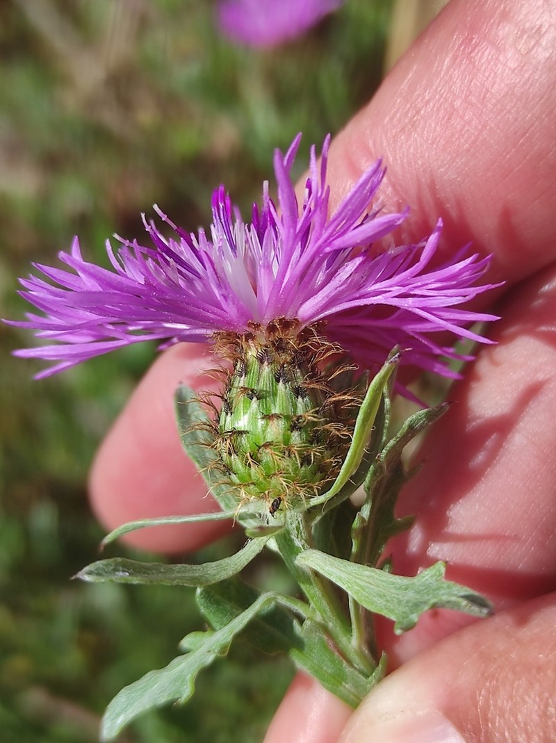Centaurea corcubionensis photo 7