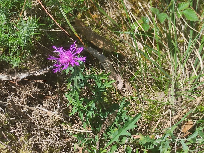 Centaurea corcubionensis photo 8
