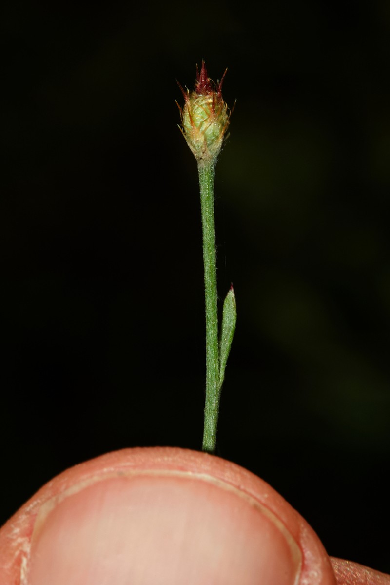 Centaurea cordubensis