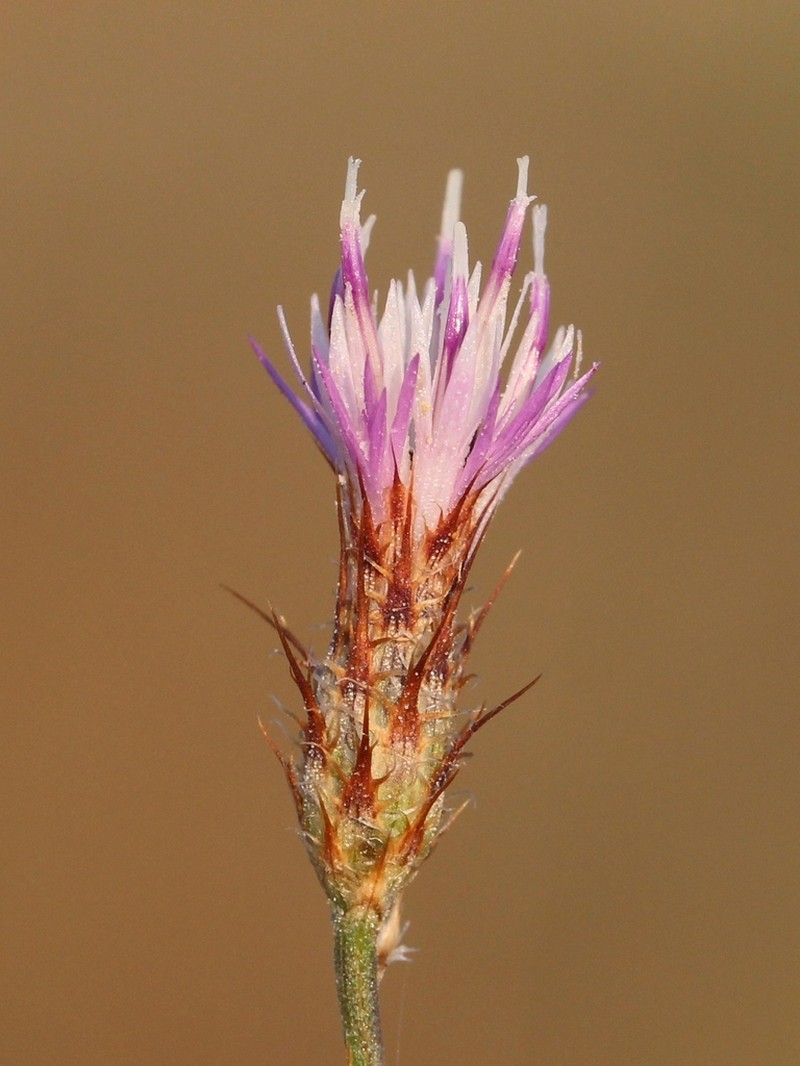 Centaurea cordubensis photo 2