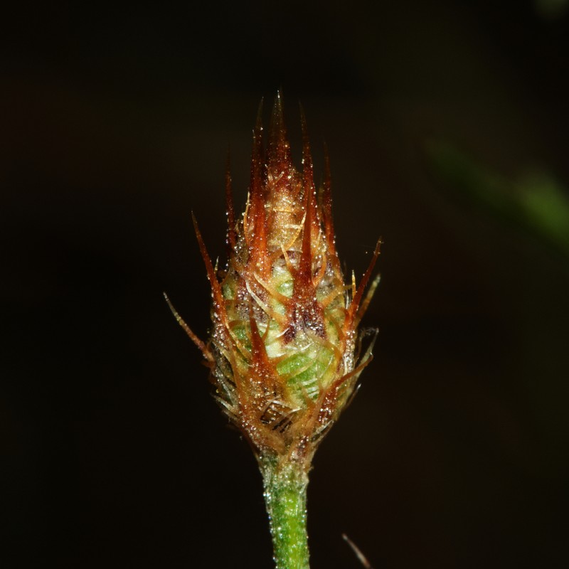 Centaurea cordubensis photo 3