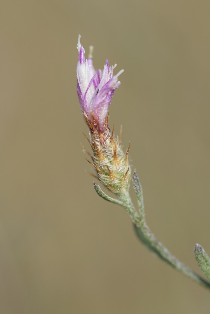 Centaurea cordubensis photo 4
