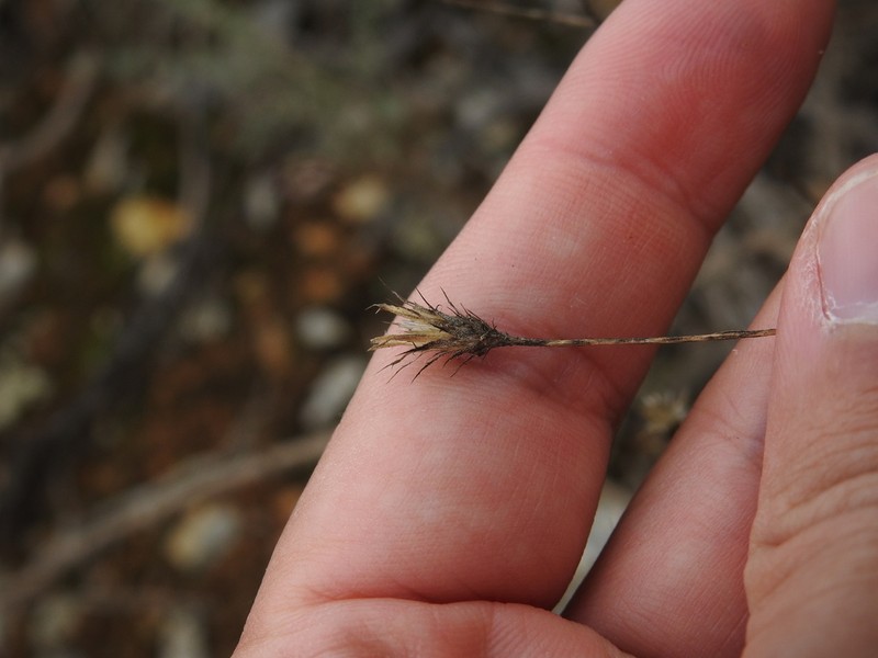 Centaurea cordubensis photo 5
