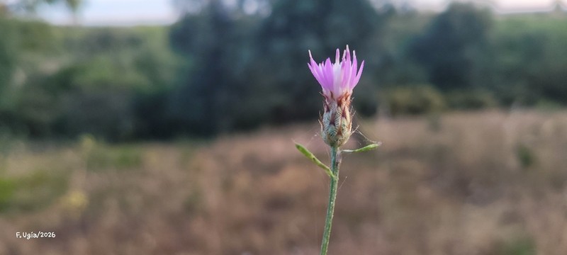 Centaurea cordubensis photo 6