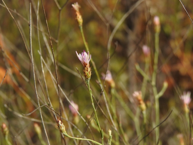 Centaurea cordubensis photo 7
