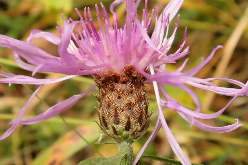 Centaurea coronata