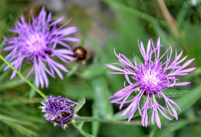 Centaurea coronata photo 2