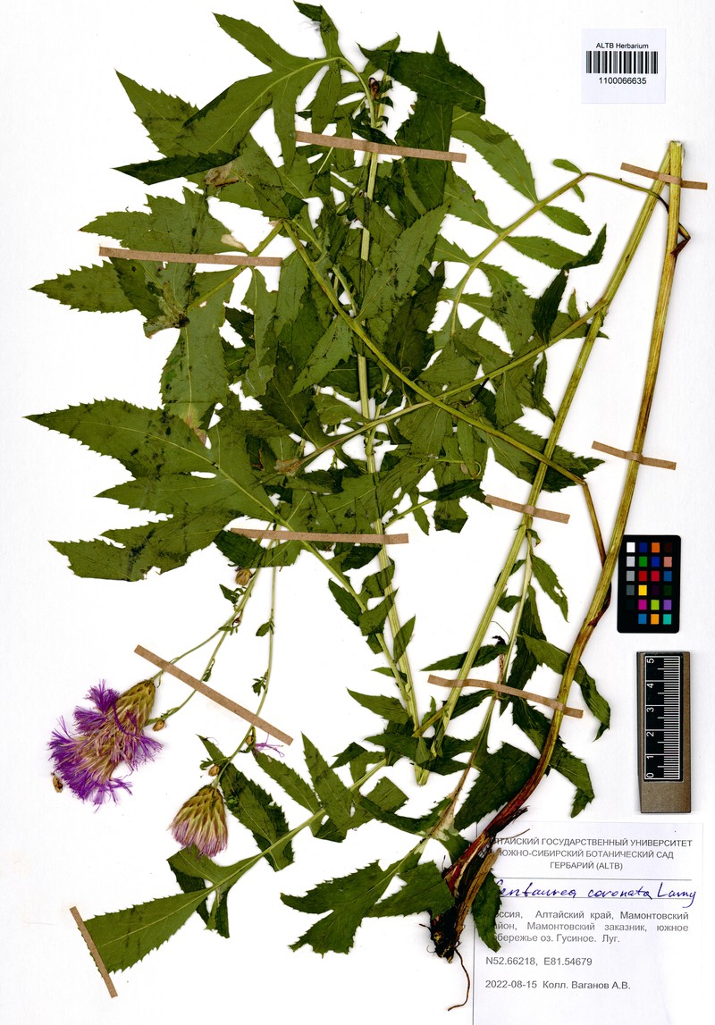 Centaurea coronata photo 3