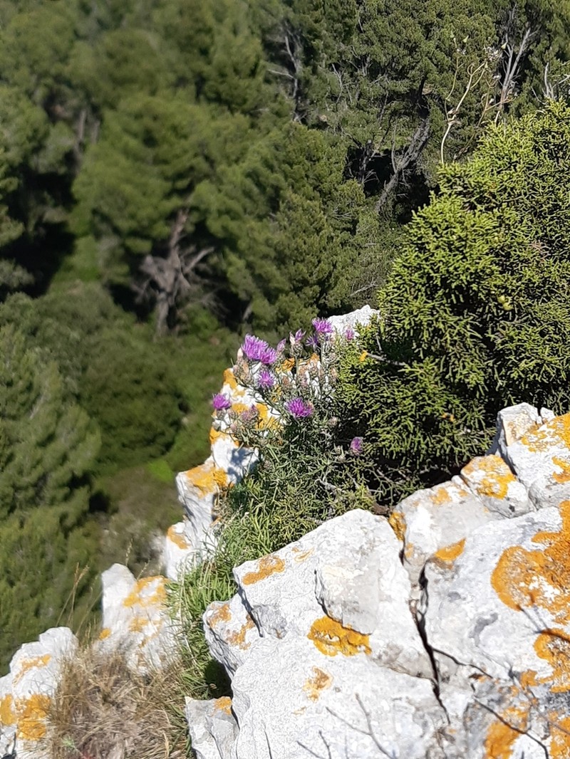 Centaurea corymbosa