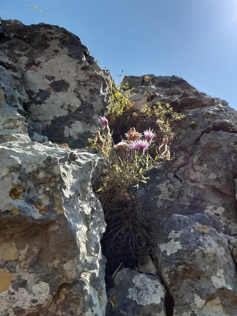 Centaurea corymbosa photo 2