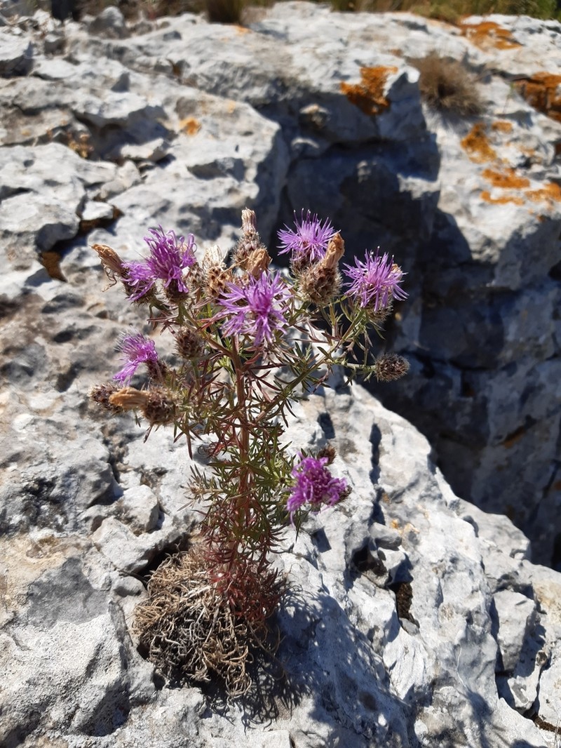 Centaurea corymbosa photo 3