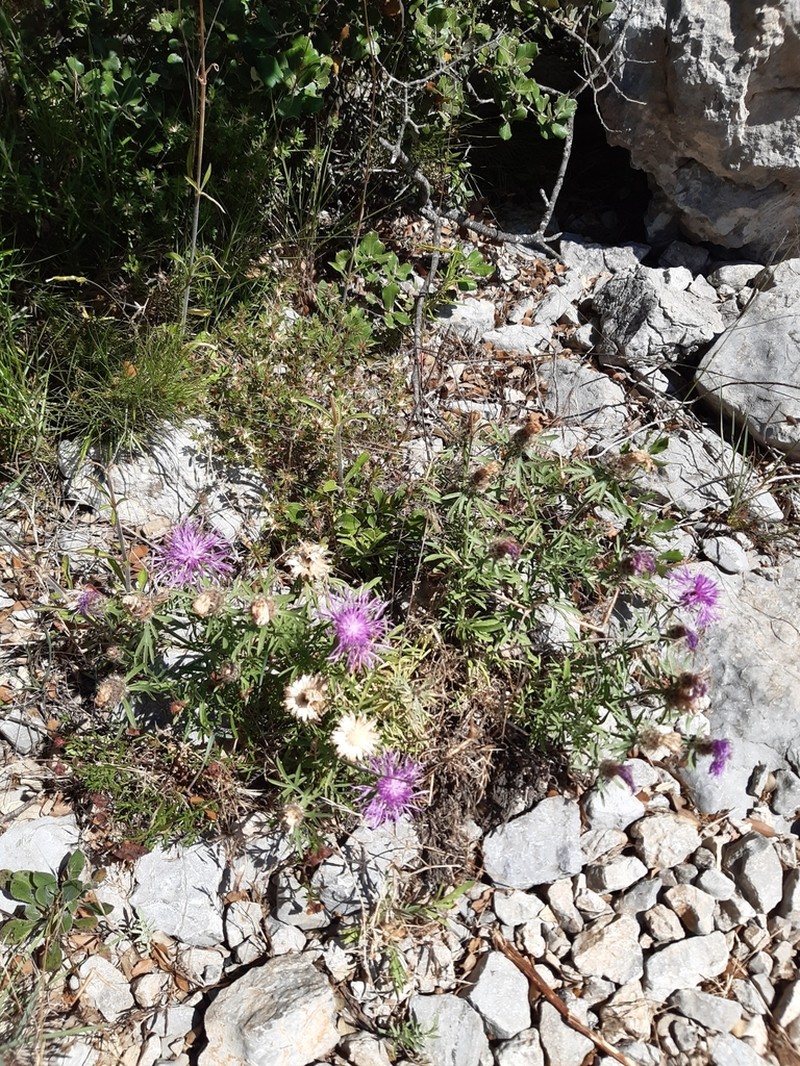 Centaurea corymbosa photo 4