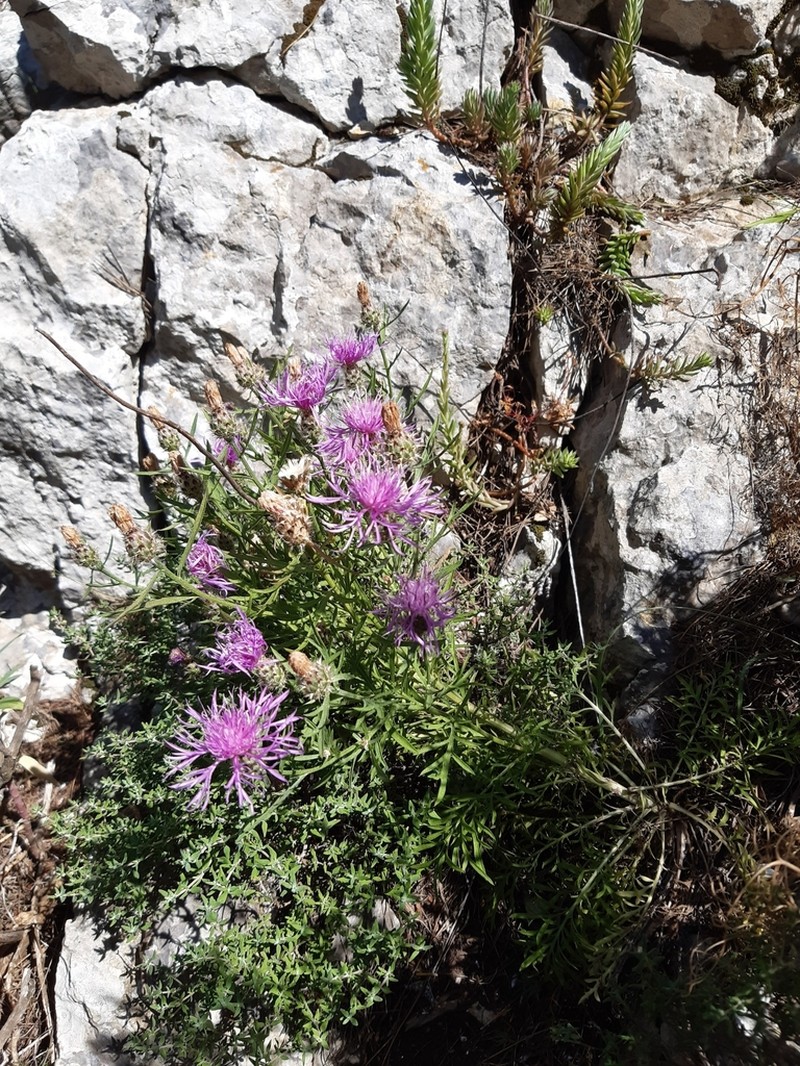 Centaurea corymbosa photo 5