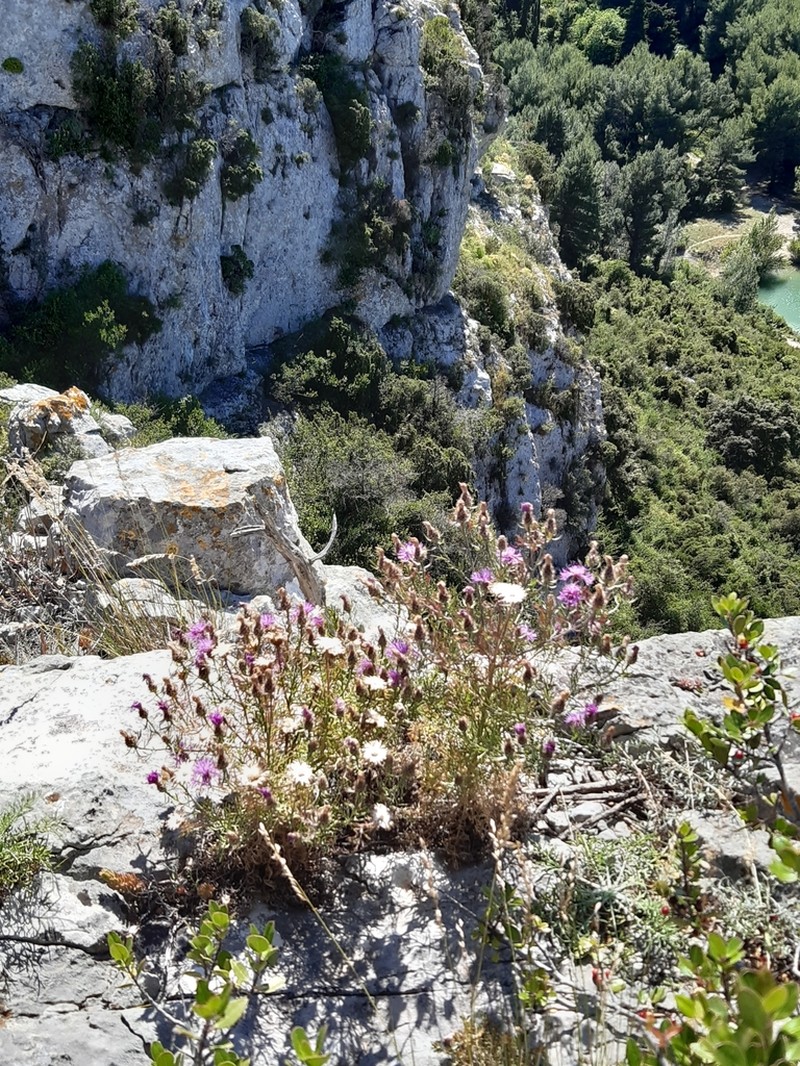 Centaurea corymbosa photo 6