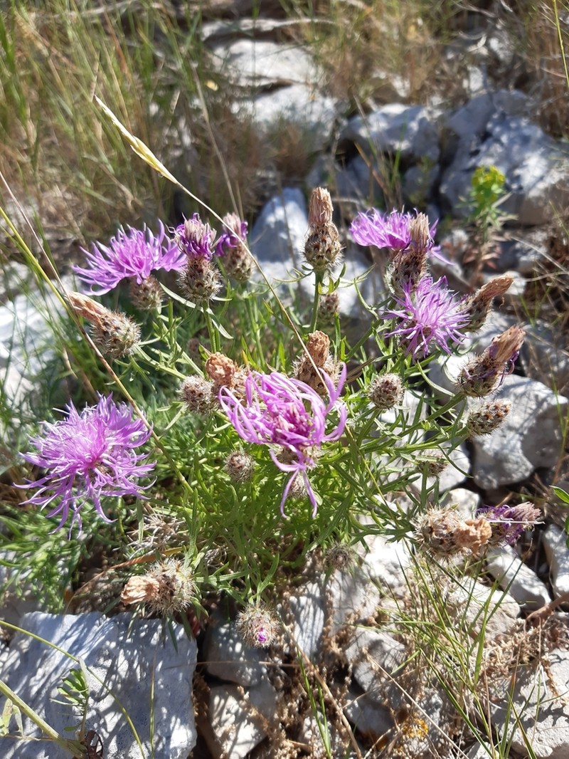 Centaurea corymbosa photo 7