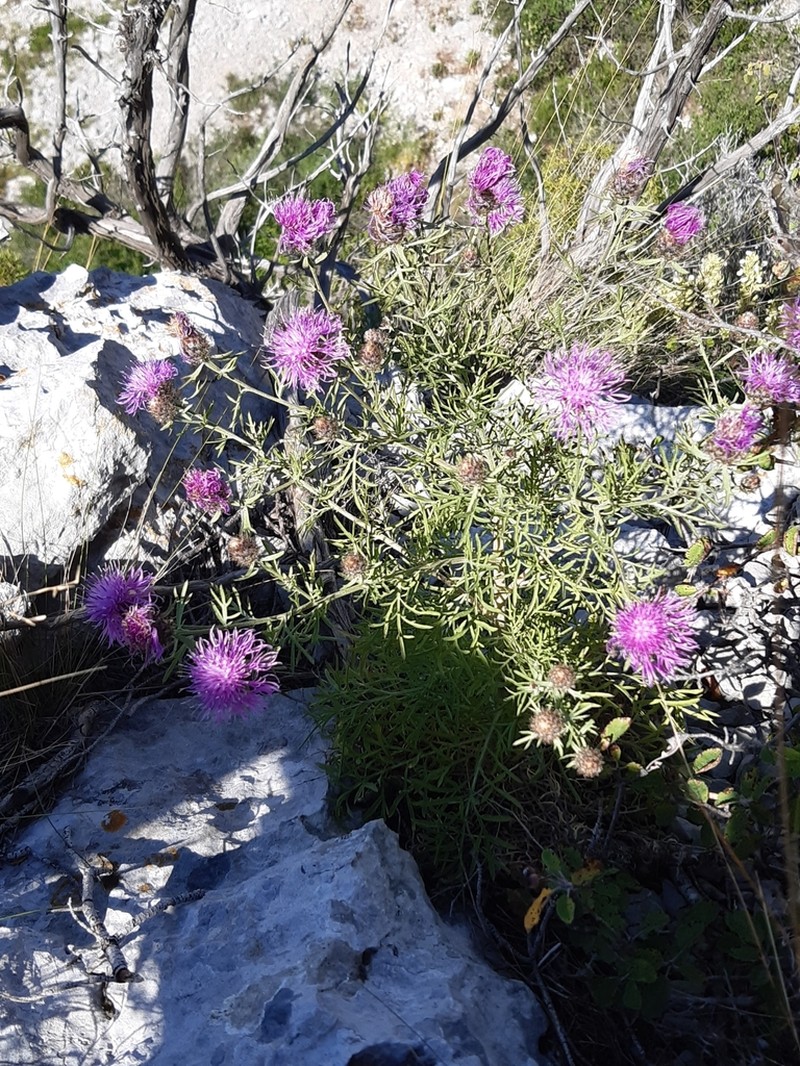 Centaurea corymbosa photo 8