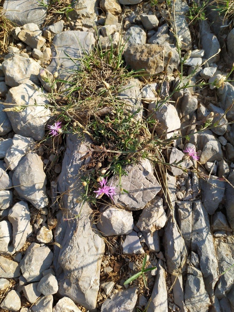 Centaurea cristata